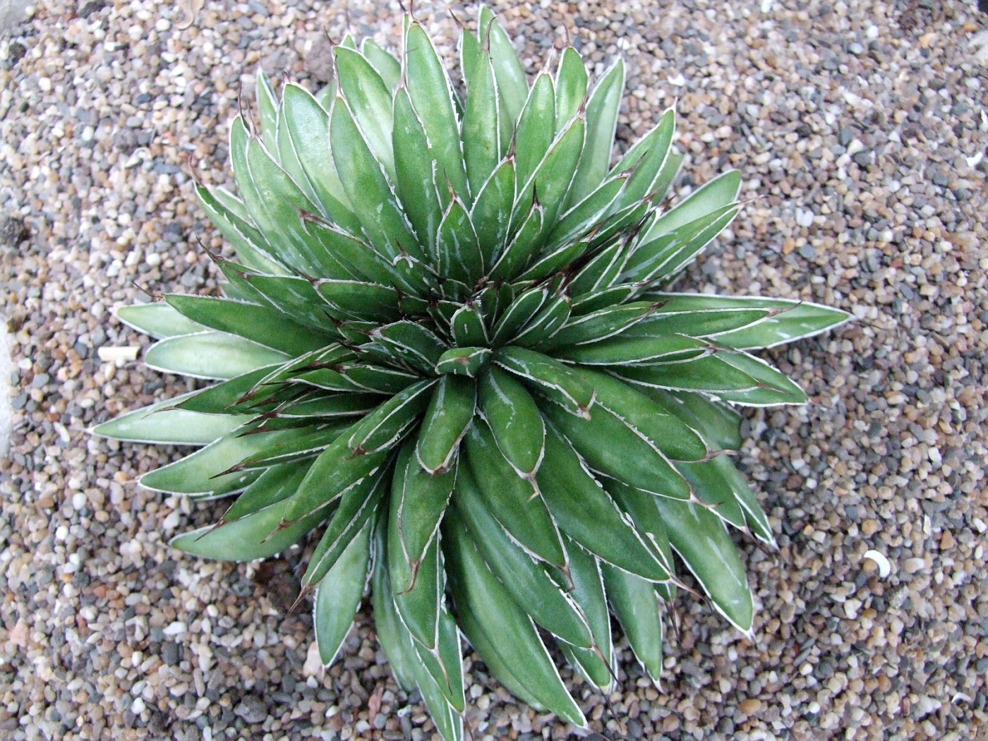 Photo: Agave victoria-reginae Crest | Agave Coll. Yucca Dykia Hechtia ...