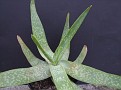 Aloe buhri
