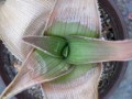 Aloe trothai. aff. bulbicaulis.  Rukwa, Tanzania