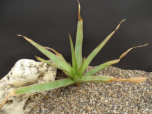 Aloe tormentori