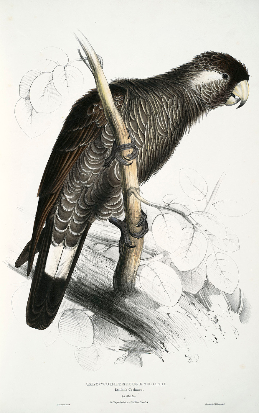 Иллюстрации Эдварда Лира птицы