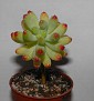 sedum pachyphyllum