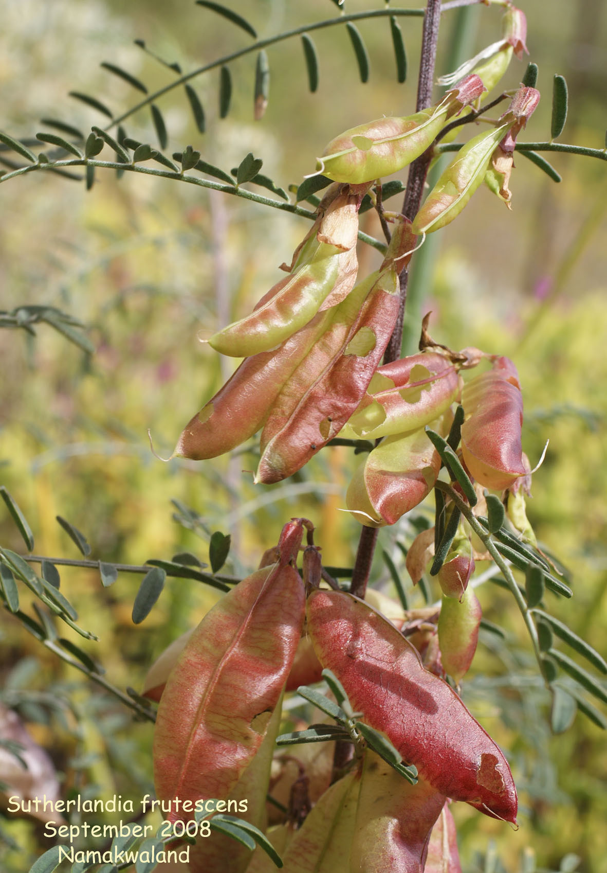 Sutherlandia frutescens (fruit)