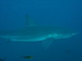 Galapagos Shark - This is a BIG Shark!!!