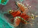 Lion Fish in a Spong