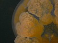 Closeup of Jellyfish