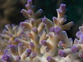 Cool Purple Coral