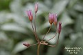Allium parciflorum