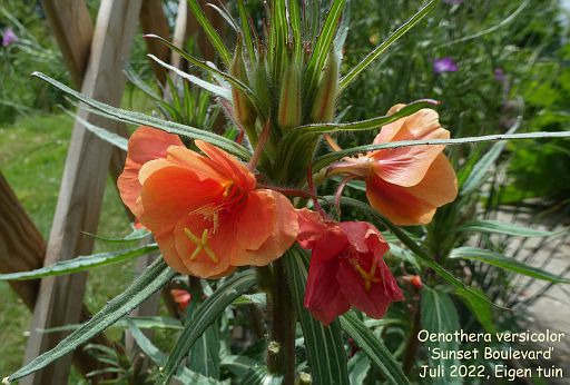 Oenothera versicolor ‘Sunset Boulevard’