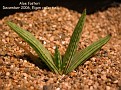 Aloe forsteri