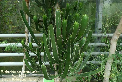 Euphorbia parciramulosa