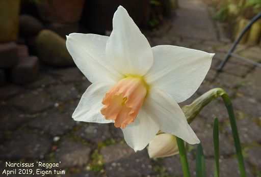 Narcissus 'Reggae'