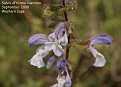 Salvia africana-caerulea