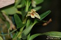 Maxillaria foliosa