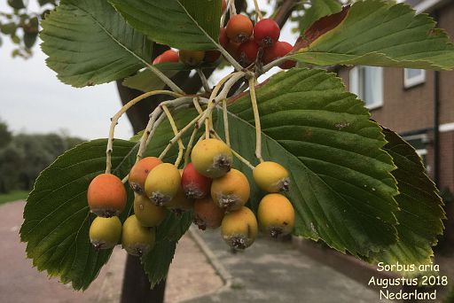 Sorbus aria (fruit)