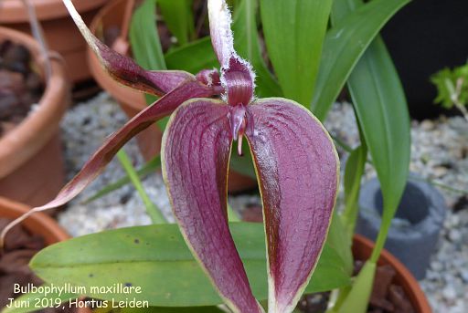 Bulbophyllum maxillare