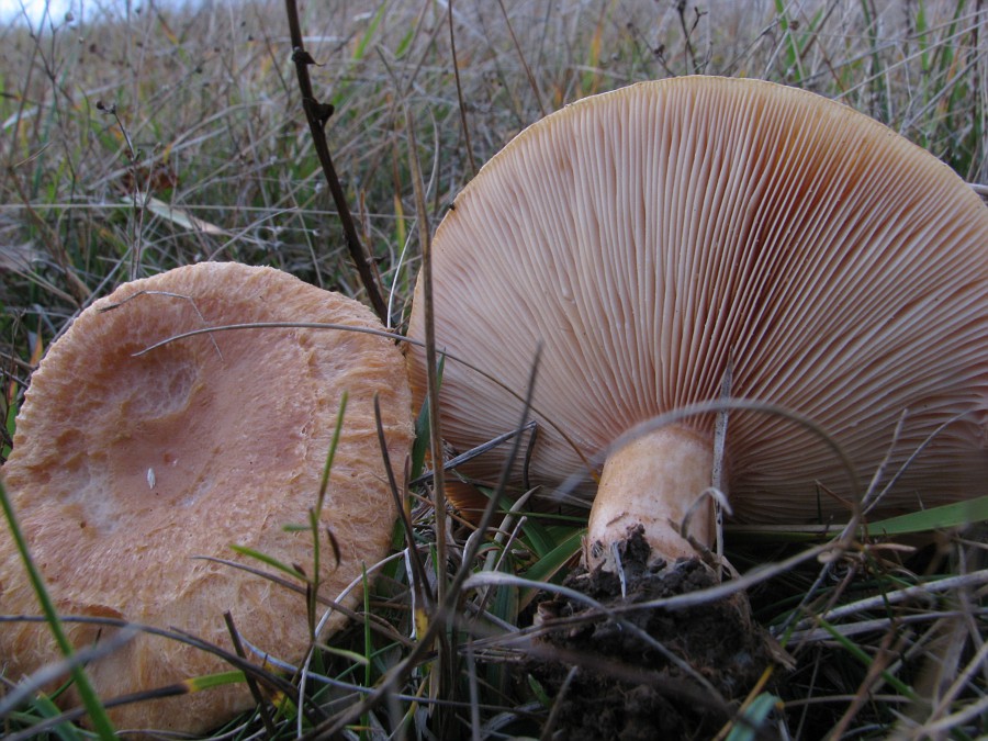 kerassentials fungus