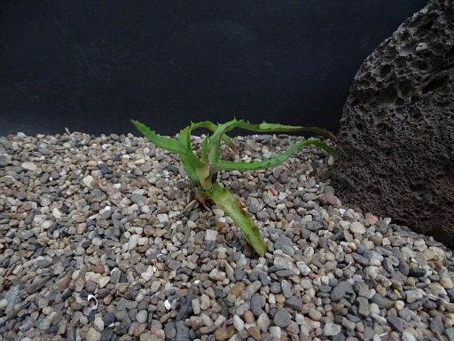 Aloe sp. Ivakoany