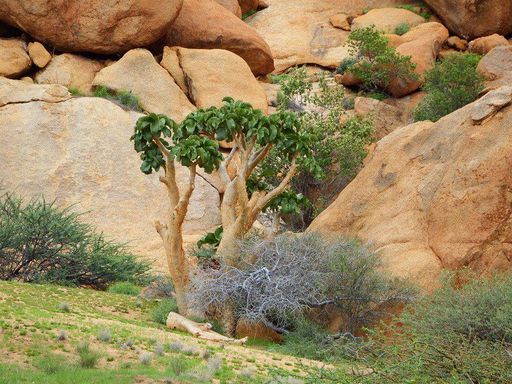 099 Cyphostemma currorii Kobas Tree after the rain Spitzkoppe Namib Desert.jpg