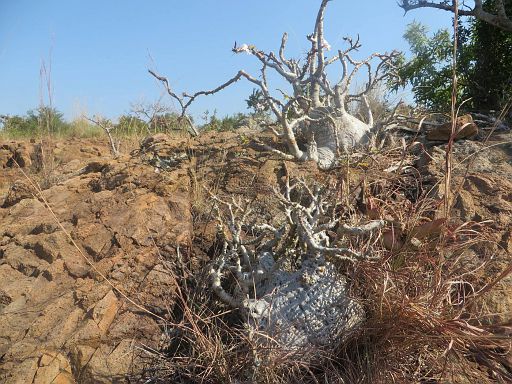178 Pachypodium saundersii from Goba in Maputo province south of Mozambique