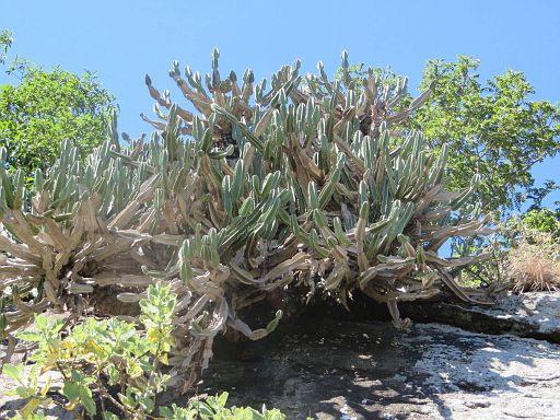 116 Euphorbia cooperi from Mrwere mountain in Manica province center of mozambique-.jpg