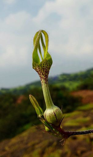 Ceropegia vincaefolia