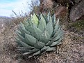 Agave parryi 3
