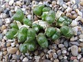 Conophytum ectypum ssp brownii Narapsberg S Kosies Lav 28553