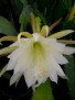 Epiphyllum ackermannii alba CG 650