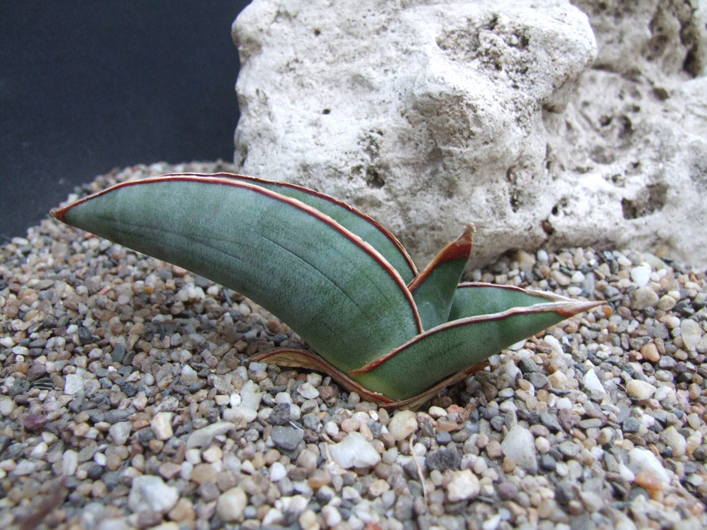 Photo: Sansevieria ehrenbergii CG235.3 'Bleu Banana' Somalia | Sansevieria.  album | Cok Grootscholten Succulent World ..