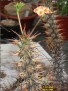Euphorbia didierioides