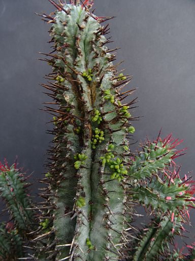 Euphorbia horrida + viscum minimum in
