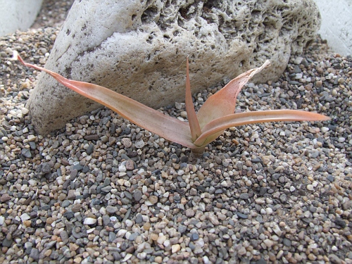 Aloe bosseri