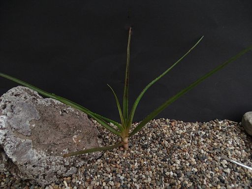 Aloe tsitongamberikana