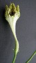 Ceropegia sandersonii x radicans ssp, smithii