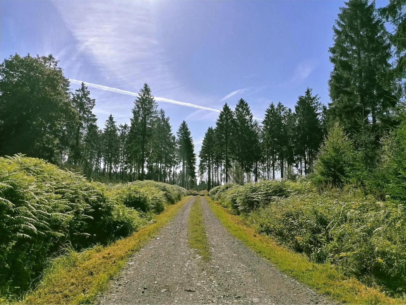 Schwalenberger Wald