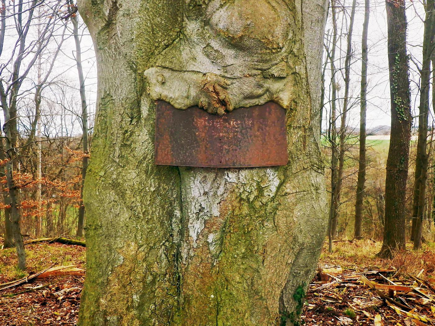 Baum frisst Schild