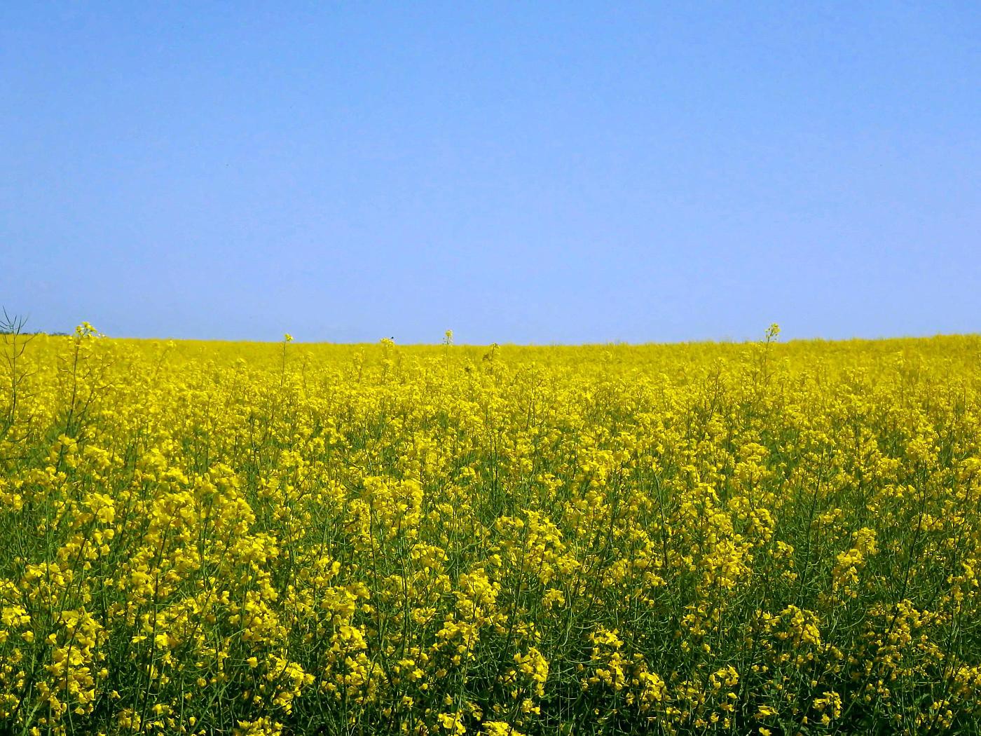 Gelbes Blütenmeer