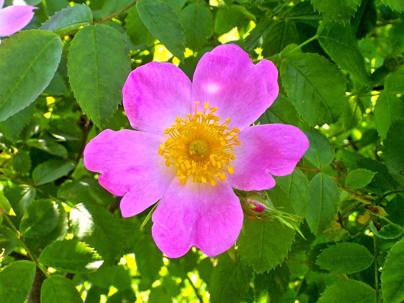 Lippische Rose