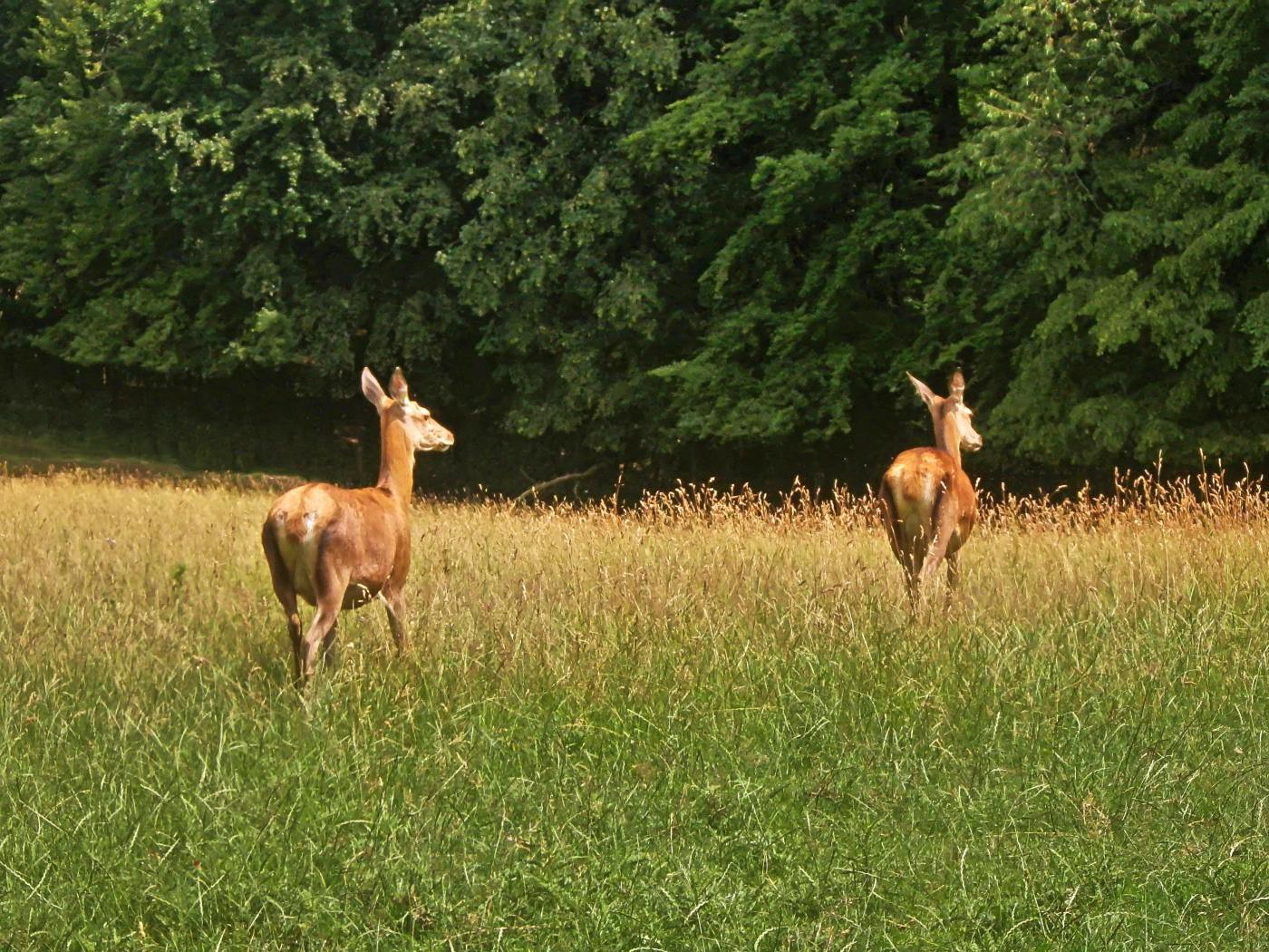 Zurück in den Wald