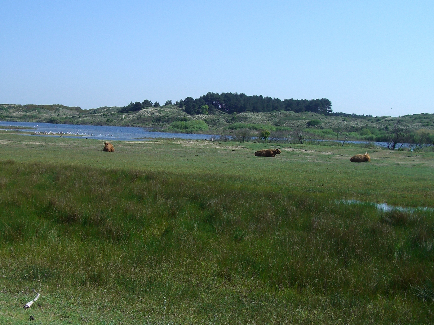 Free-running bisons in Kennemerland