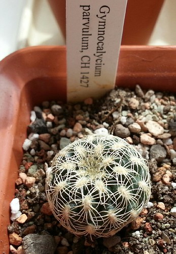 Photo: parvulum, CH 1427 | Gymnocalycium album | Migmig | Fotki