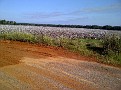 0012 - Alabama Cotton Field