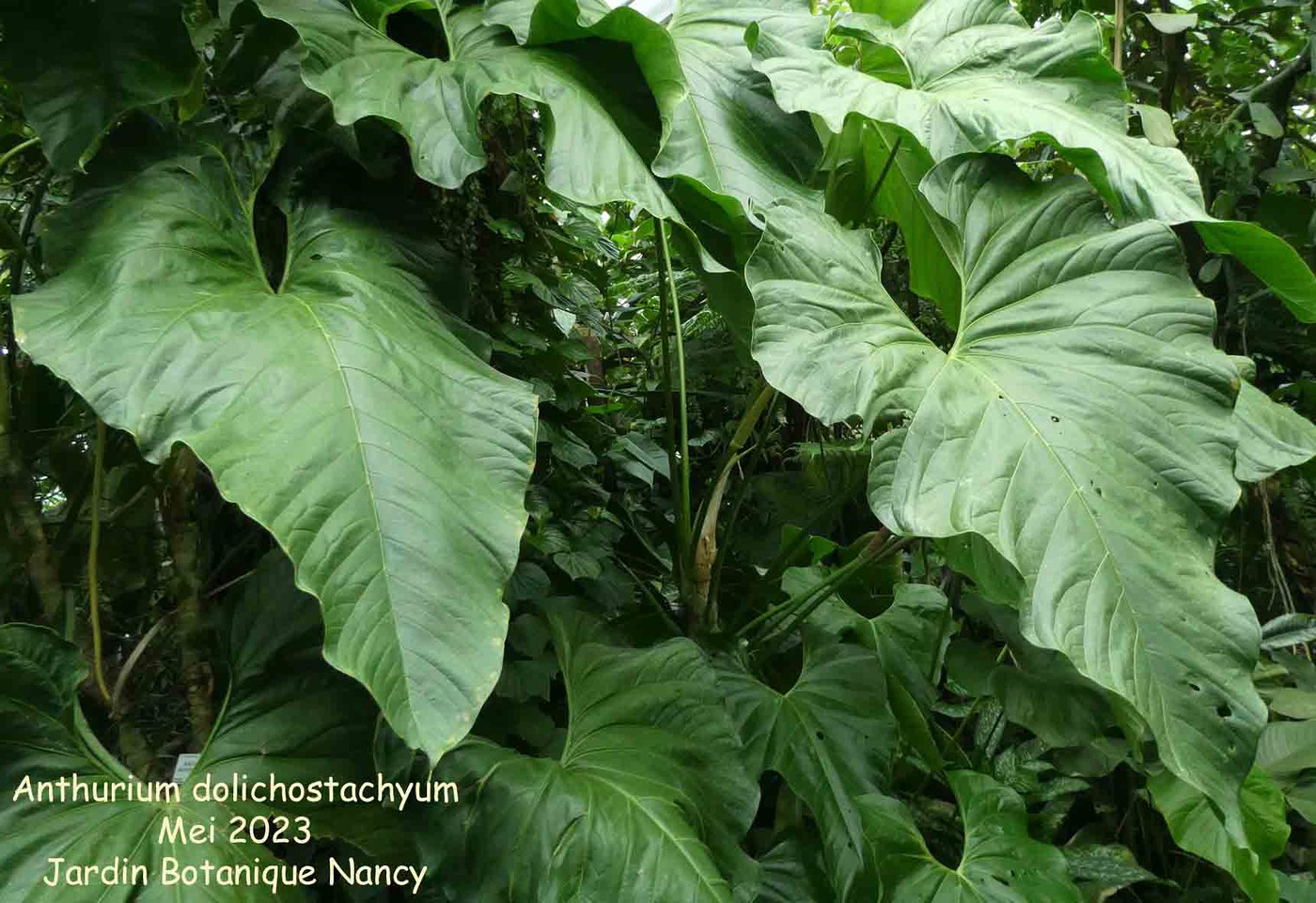 Photo: Anthurium dolichostachyum | Anthurium album | Nora Goosen |  Fotki.com, photo and video sharing made easy.