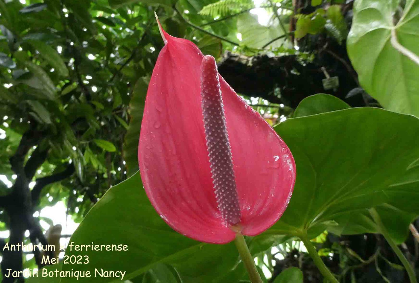 Photo: Anthurium x ferrierense | Anthurium album | Nora Goosen | Fotki.com,  photo and video sharing made easy.