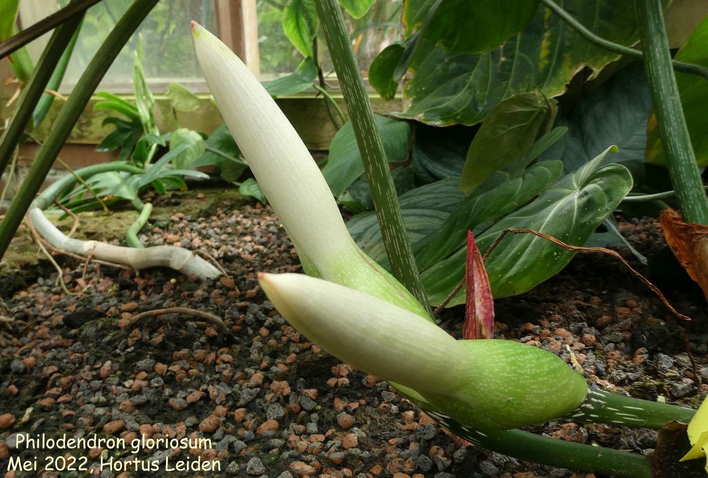 Photo: Philodendron gloriosum | Philodendron album | Nora Goosen |  Fotki.com, photo and video sharing made easy.