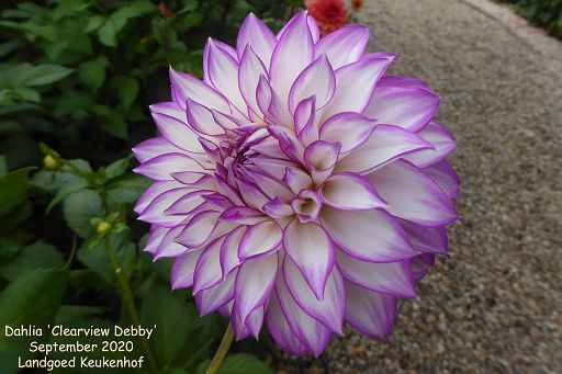 Dahlia 'Clearview Debby'