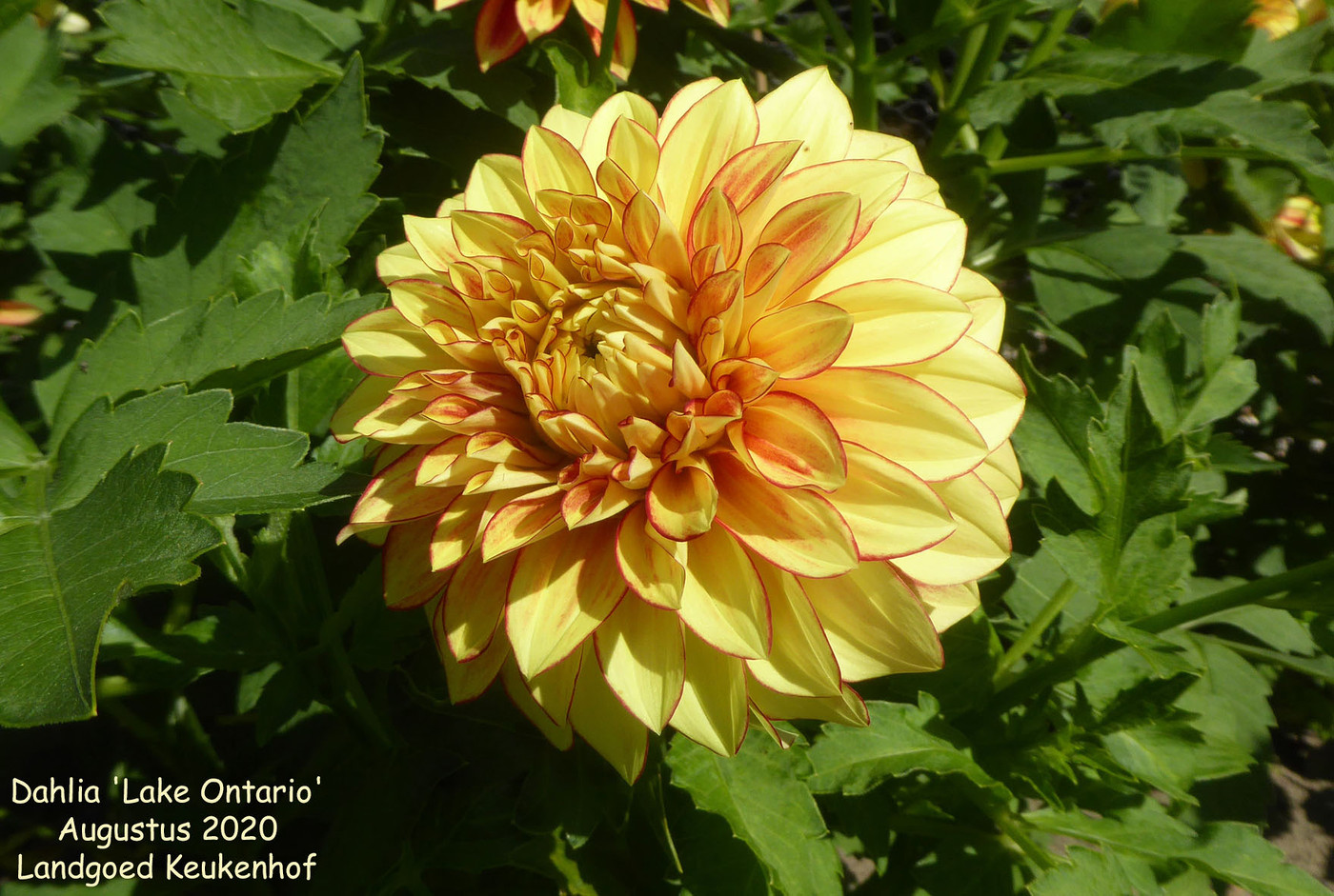 Photo: Dahlia ‘Lake Ontario’ | Dahlia (hybrid cultivars) album | Nora