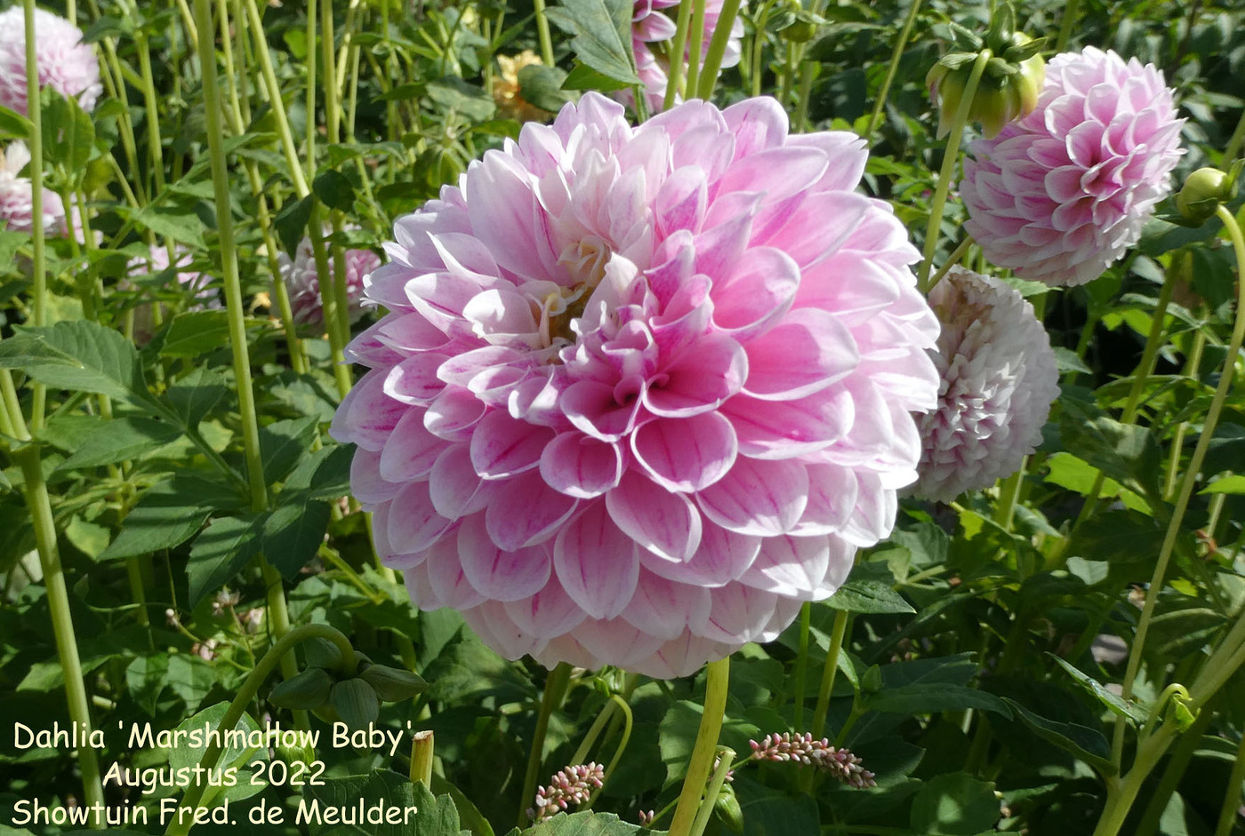Photo Dahlia 'Marshmallow Baby' Dahlia (hybrid cultivars) album