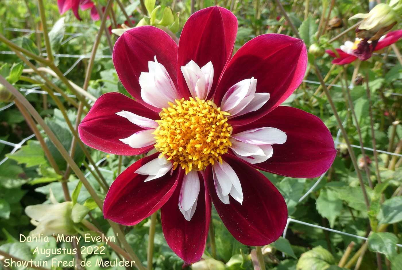 Photo: Dahlia 'Mary Evelyn' | Dahlia (hybrid cultivars) album | Nora ...